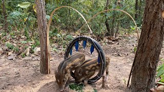 Create an wild boar trap using curved bamboo #wildanimal #shortvideo