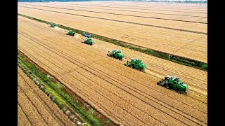 Transgenic wheat in Argentina? 