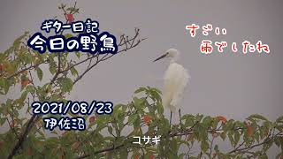 ギター日記　今日の野鳥　・　伊佐沼　2021年8月23日