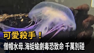 越可愛越可怕！僧帽水母、海蛞蝓「暗藏劇毒」一摸恐休克致死－民視新聞