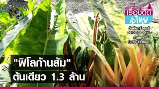 ต้นไม้สุดหรู ฟิโลฯก้านส้ม ต้นละ 1.3ล้าน I เรื่องดีดีทั่วไทย I 03-06-64