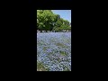 大阪 長居植物園 2023 ネモフィラ osaka nagai botanical garden nemophila