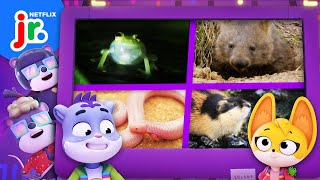 Learn Animal Facts with Sam & Kit 🐾 Fact Files Compilation | The Creature Cases | Netflix Jr