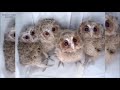 【もふもふ】撫でられて気持ちよさそ～うな♪癒しのフクロウたち【フクロウ】owl