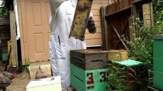 Catching Bees for Bee Venom Therapy (BVT)