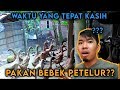 WAKTU PEMBERIAN PAKAN BEBEK PETELUR - AGAR BEBEK BERTELUR SETIAP HARI!!