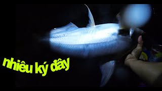 @Tâm67vlog_ Nay trúng ổ nữa rồi khoản 50 ký chứ nhiêu #fishing