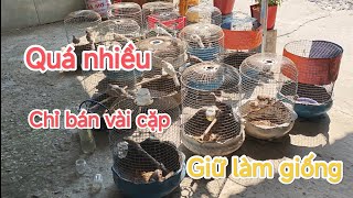 Một số kinh nghiệm khi nuôi chim Cu Gáy.