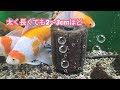 金魚水槽 　 長物金魚水槽 　　金魚の健康はフンで分かる…悪いフン❢　良いフン❢　金魚健康ですか？