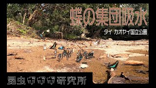 【ギギギ虫旅】タイ・カオヤイ国立公園で蝶の集団吸水