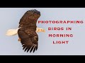 Photographing Birds In Morning Light