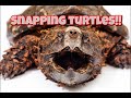 How to tell Common from Alligator Snapping Turtles!!