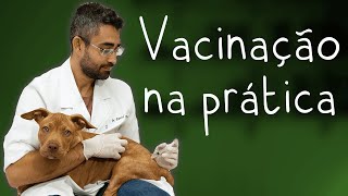 O que você precisa saber sobre vacinação em pets | Dica Veterinária #69