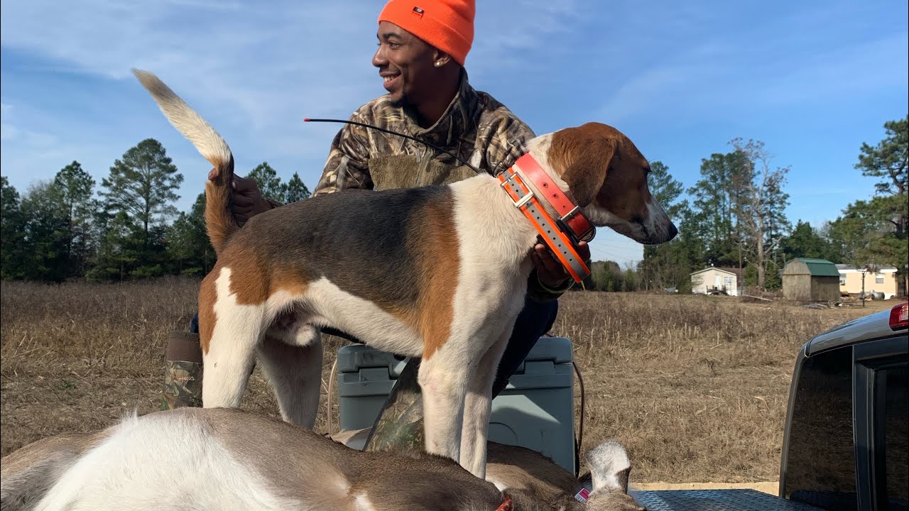 Deer Hunting W/ Dogs - Hounds Headed Towards The Road "LOOK OUT!" - YouTube