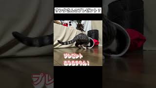 猫ちゃんにサンタからプレゼント？靴の中に入ってたのは