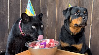 Venza's birthday🐕🎉/ The feast of Luna the panther