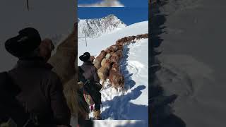 🐏❄️ Epic Livestock Migration in Xinjiang! 3,000+ Animals Trek Through Snowy Mountains 🌄✨