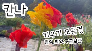 세상 화려한 여름꽃 #칸나키우기