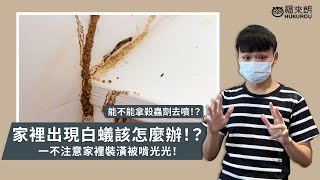 家裡出現白蟻了！？家具會不會都被啃光光？能不能用殺蟲劑去噴？白蟻處理懶人包一次看