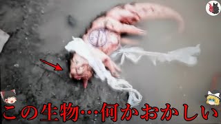 【ゆっくり解説】全世界が恐怖で震えた…UMA＆未確認生物映像８選！