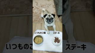 パグのくんぺい。いつものご飯とステーキ肉。どっちを選ぶのか？