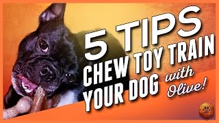 5 Tips to Chew Toy Train your Dog (w/Olive!) - Chew Toy Training