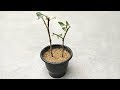 Easy way to grow gardenia from cuttings | Grow gandhraj from cuttings