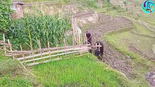 Khotang village kheti maa kam aaj khet jotadei|| खोटाङ नौला मा खेत जोत्नु धमाधम गाउले जिबन