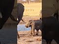 It is a very sad scene, The baby elephant lost it's trunk,