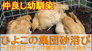 ひよこの集団砂浴び～鳩サイズを超えた名古屋コーチン生後35日目の中雛～