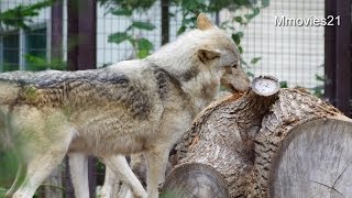 大きな丸太に体をこするシンリンオオカミたち~Wolves