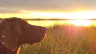 Sorsastusta saksanseisojan kanssa | Waterfowl hunting with gsp | Andjakt med vorsteh