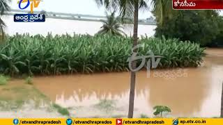 Crop Damage From Heavy Rains | in Lanka Villages | at East Godavari Dist