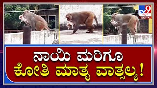 puppy with monkey: ತನ್ನದೇ ಮರಿಯಂತೆ ನಾಯಿ ಮರಿಯನ್ನ ಸಾಕುತ್ತಿರುವ ಕೋತಿ | Tv9 Kannada