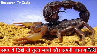 दुनिया के सबसे जहरीले बिच्छू| Most Poisonous and Dangerous Scorpion in the World|Scorpions|Rahasya