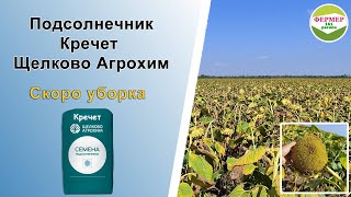 Подсолнечник Кречет🌻(Щелково Агрохим) 28.08.2023