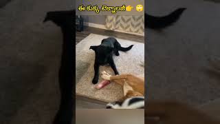 ఈ కుక్క టెక్నాలజీ👌👉 #shorts #cutedog #veryfunnydog