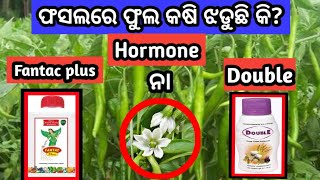 ଫସଲରେ ଫୁଲ କଷି ଝଡୁଛି କି ? Hormone Fantac plus ନା Double ସ୍ପ୍ରେ କରିବା