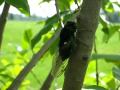 Summer cicada sound and video Summer cicada sound and video