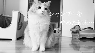 シャンプーをやめてから1年がたちました…【ノルウェージャンフォレストキャット】