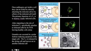 Cytotoxic CD8 T cell