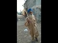 ਸਿੱਖਰ ਦੁਪਹਿਰੇ ਠੇਕਿਓ mohammad sadiq u0026ranjit kaur old song punjabi reel status