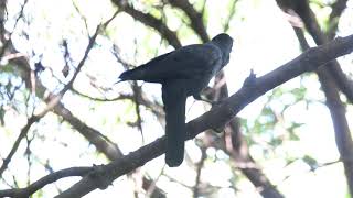 ハシブトガラスの鳴き声