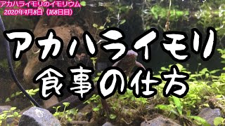 イモリのエサの上げ方：イモリウムとイモリの飼育方法2020年4月8日（168日目）