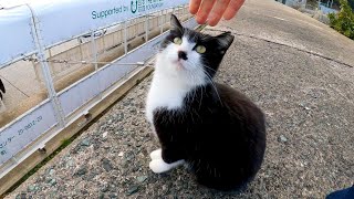 防波堤の上で休む野良猫達をナデナデしてきた