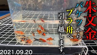 【金魚屋外飼育】【朱文金】バケツからプラ舟へ引っ越します。2021.09.20