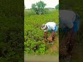 ஷாட்ஸ் முதலாவது அதிசயம்....அது நம்ம விவசாயம் 🌾