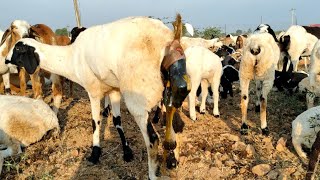 మా గొర్రె డెలివరీ అయింది ఫ్రెండ్స్ #sheeps #delivery#sheepman