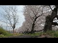 4k 60fps 2022年4月2日 五条川の桜 開花状況 愛知県岩倉市【gopro hero10】