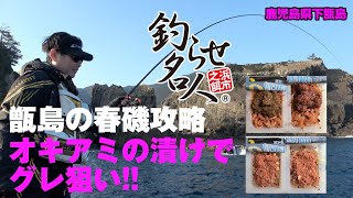 甑島の春磯攻略　オキアミの漬けでグレ狙い！！